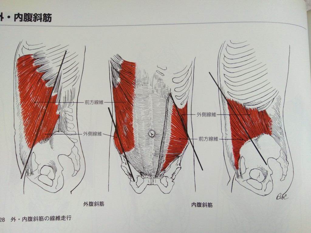 大腰筋と内腹斜筋 Mobility Osteopathy