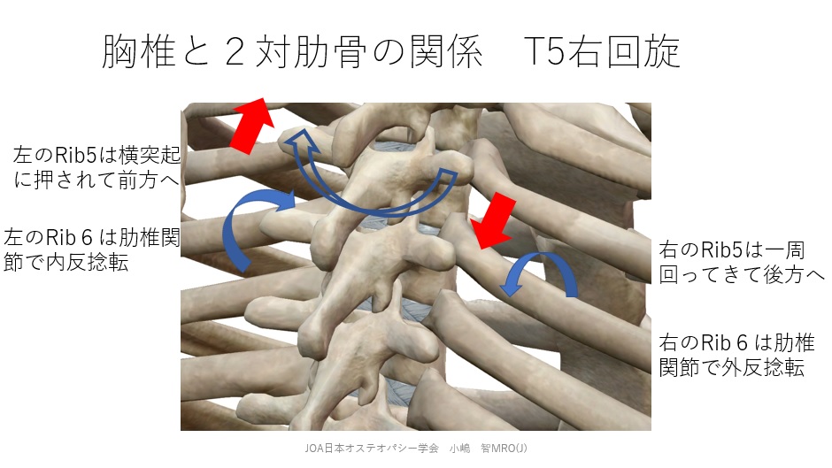 胸椎回旋と２対の肋骨 Mobility Osteopathymobility Osteopathy