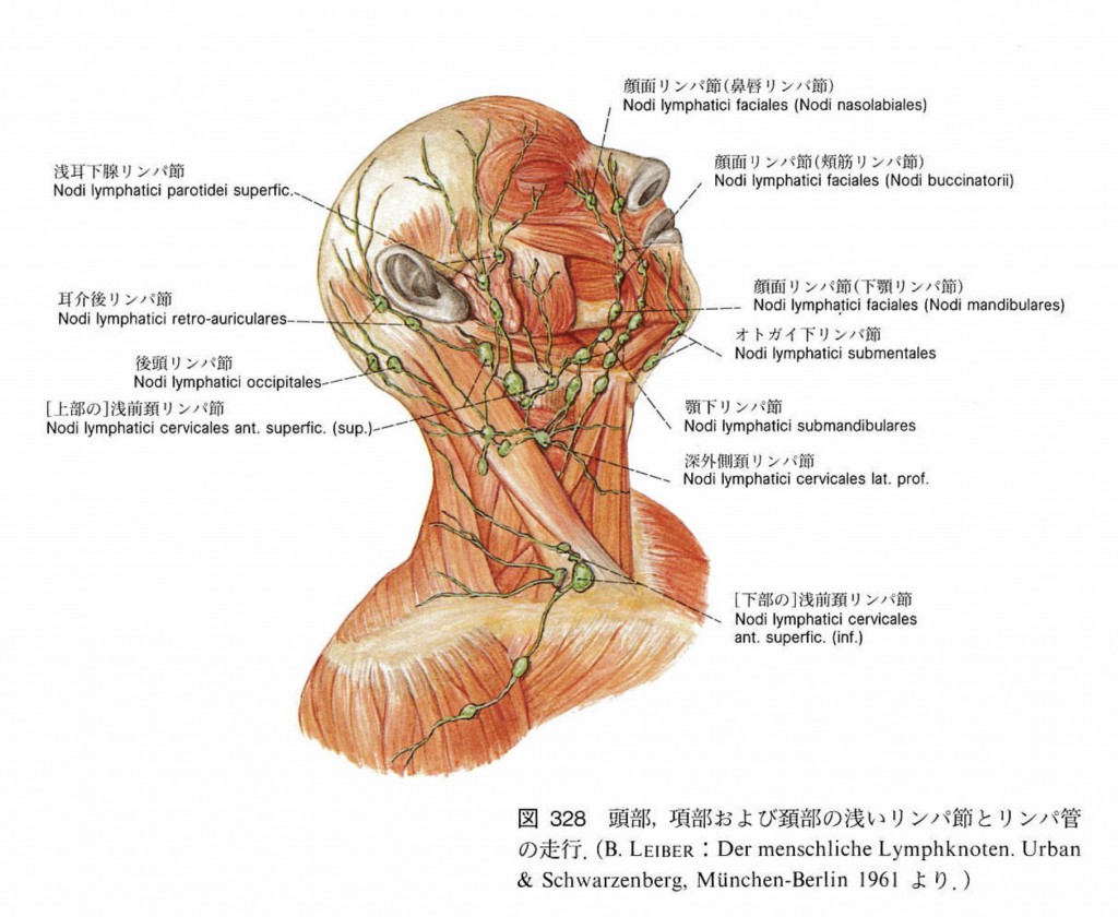 Sobotta 図説 人体解剖学(第4版) 第1巻_imgs-0194 - Mobility Osteopathy